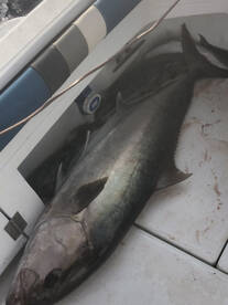 Girne Report Photo 3