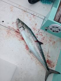 Destin Report Photo 1