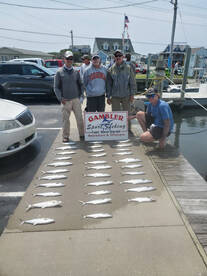 Great Spanish Mackerel bite!
