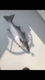 Crisfield Report Photo 2