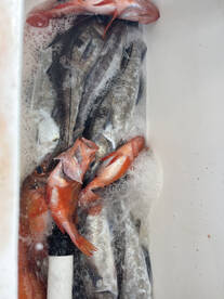 Gloucester Report Photo 2