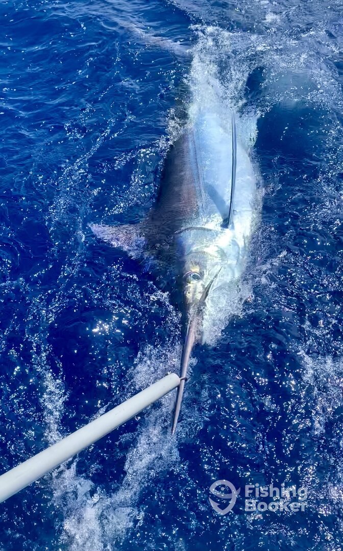 Calheta Report Photo 0