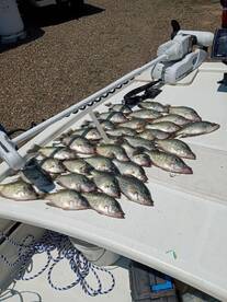 Lake Fork crappie fishing is on fire !!
