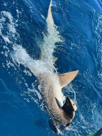 Dania Beach Report Photo 2