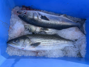 Narragansett Report Photo 1
