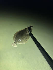 Flounder, Flounder, and more Flounder.