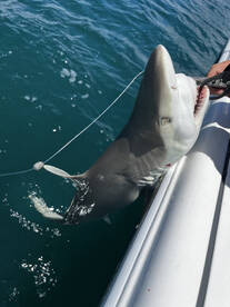 Cape Coral Report Photo 2