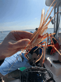Puget Sound Spot Prawn