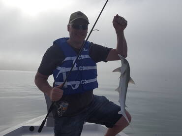 Bonnet Head Shark