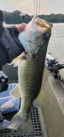 Harrison Report Photo 1