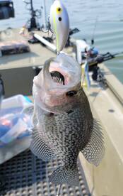 Harrison Report Photo 2