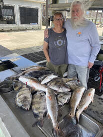 Sheephead throw down