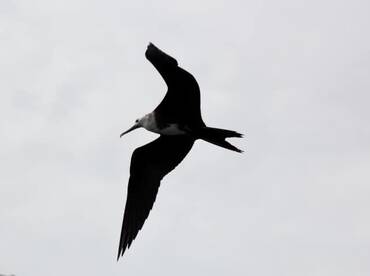 SAILFISHING IN QUEPOS COSTA RICA