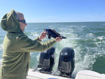 Black Sea Bass