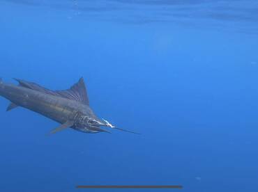 A BULL DORADO ABOARD GOOD DAY COSTA RICA