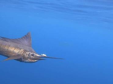 Quepos Report Photo 2