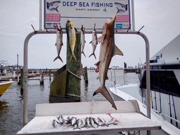 A Little Shark Tail Action