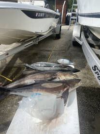 Big cobia and kings today