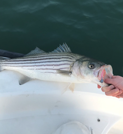 Rockfish Bite is Picking Up!