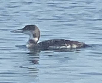 Plattsburgh Report Photo 1