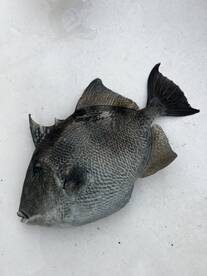 Venice Report Photo 1