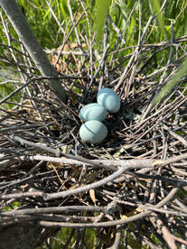 Venice Report Photo 2