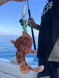 Rovinj Report Photo 2