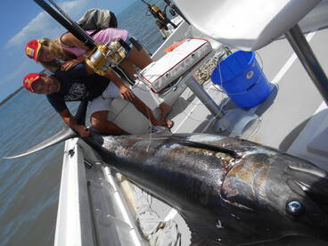  8days fishing we got 9 strike of marlin