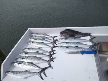 Sneads Ferry Report Photo 2