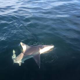 10 Hour Offshore
