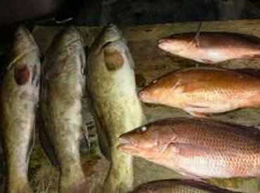 Grouper Bite Continues to be Great!