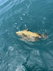 Stock Island Report Photo 2