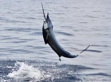 SAILFISH AND DORADO FISHING WITH GOOD DA