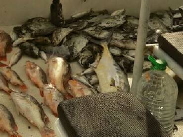 Our cool box filled up with these stuf