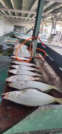 Striper and halibut bite has been phenom