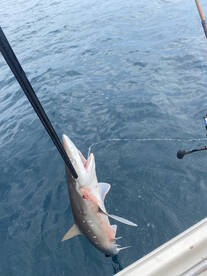 Shark bites anyone?? 