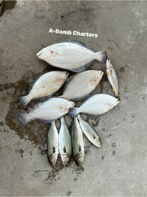 Great Back Bay Fishing! 