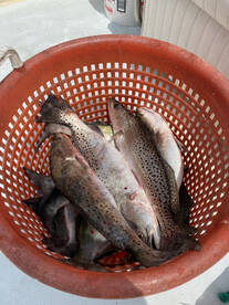 Wanchese Report Photo 1