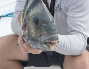 Mount Pleasant Report Photo 2