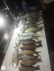 Summer Reef Action 2023