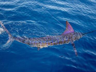 San Jose del Cabo Report Photo 1