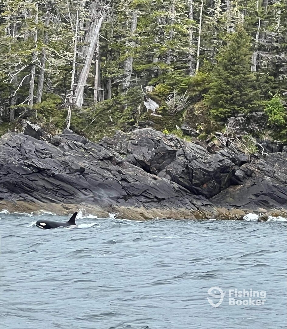 Ketchikan Report Photo 0