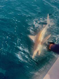 Dania Beach Report Photo 2