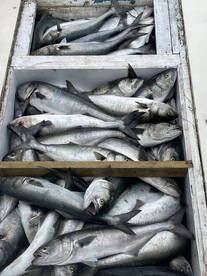 Commercial bluefish trip
