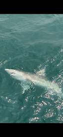 Manteo Report Photo 2