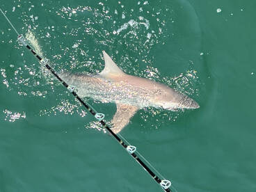 Shark Fishing