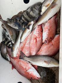 Red snapper/ redfish combos 2023