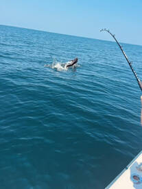 Palm Coast Report Photo 1