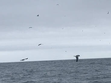 Striped bass, birds and sand eels!