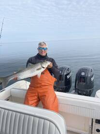 Large Striped Bass